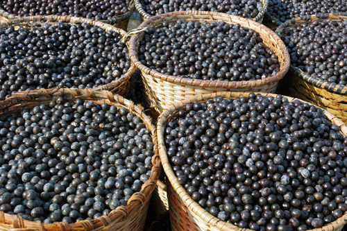 Batedores de açaí criam movimento para o desenvolvimento da cadeia produtiva regional do Amapá